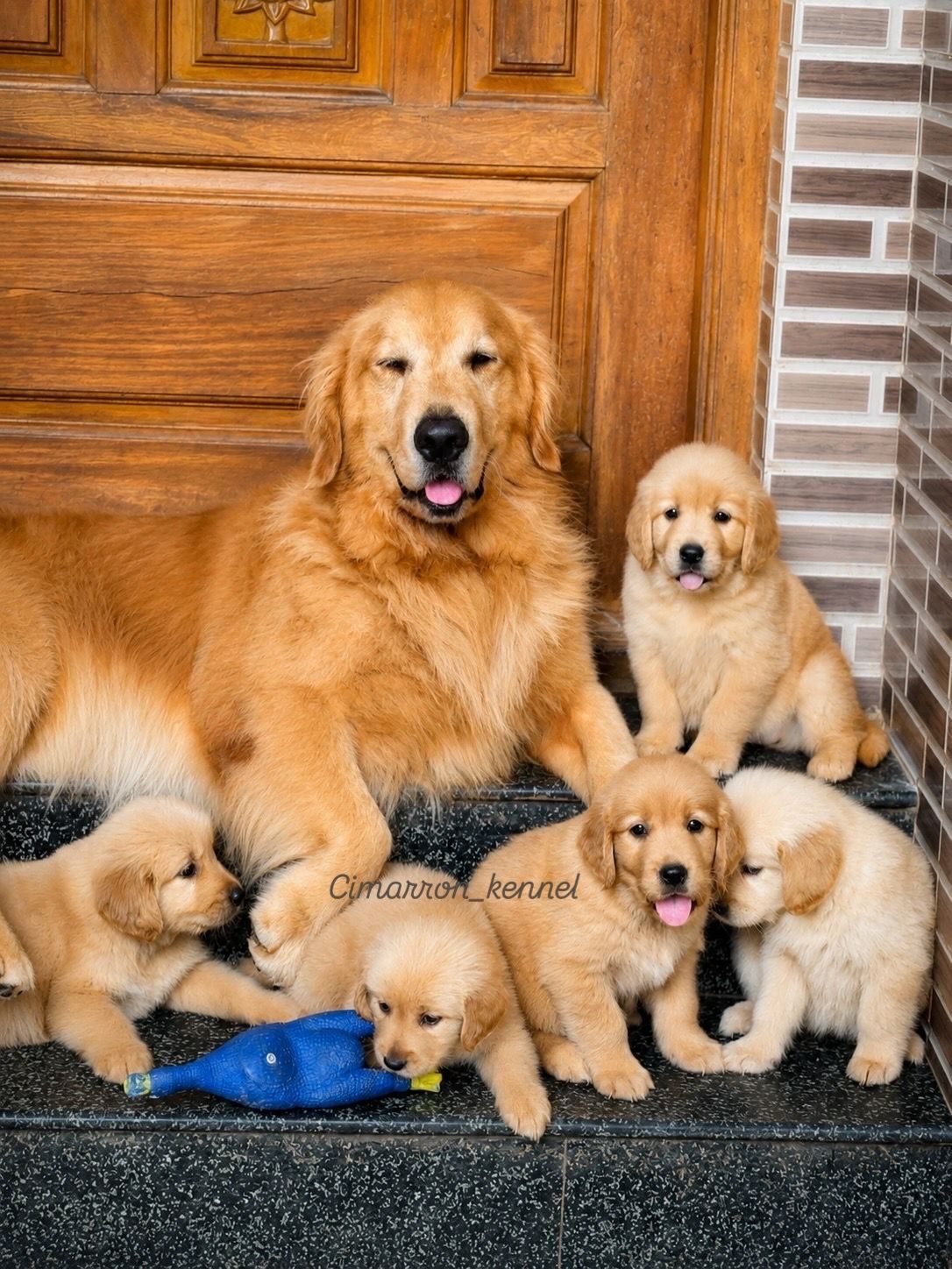 Golden Retriever mother with her litter at handover time